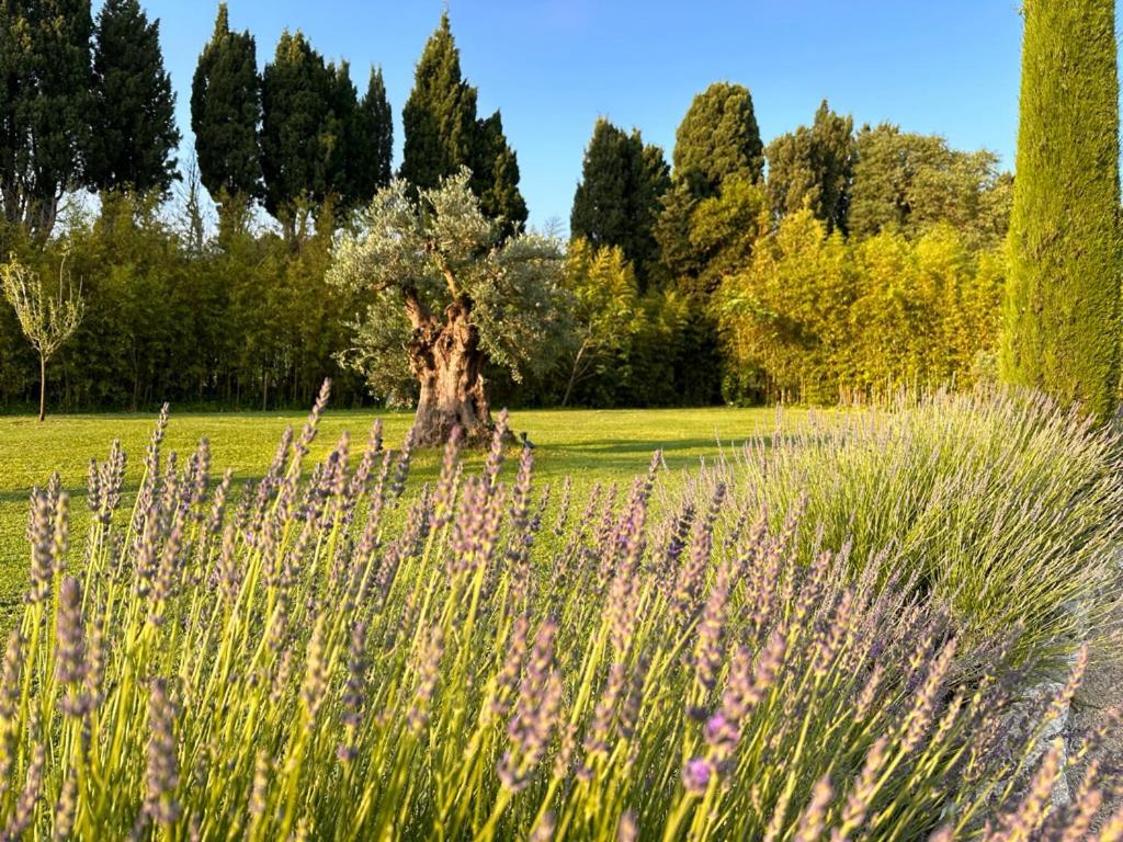 Hotel Mas des Bambous à Saint-Rémy-de-Provence Extérieur photo